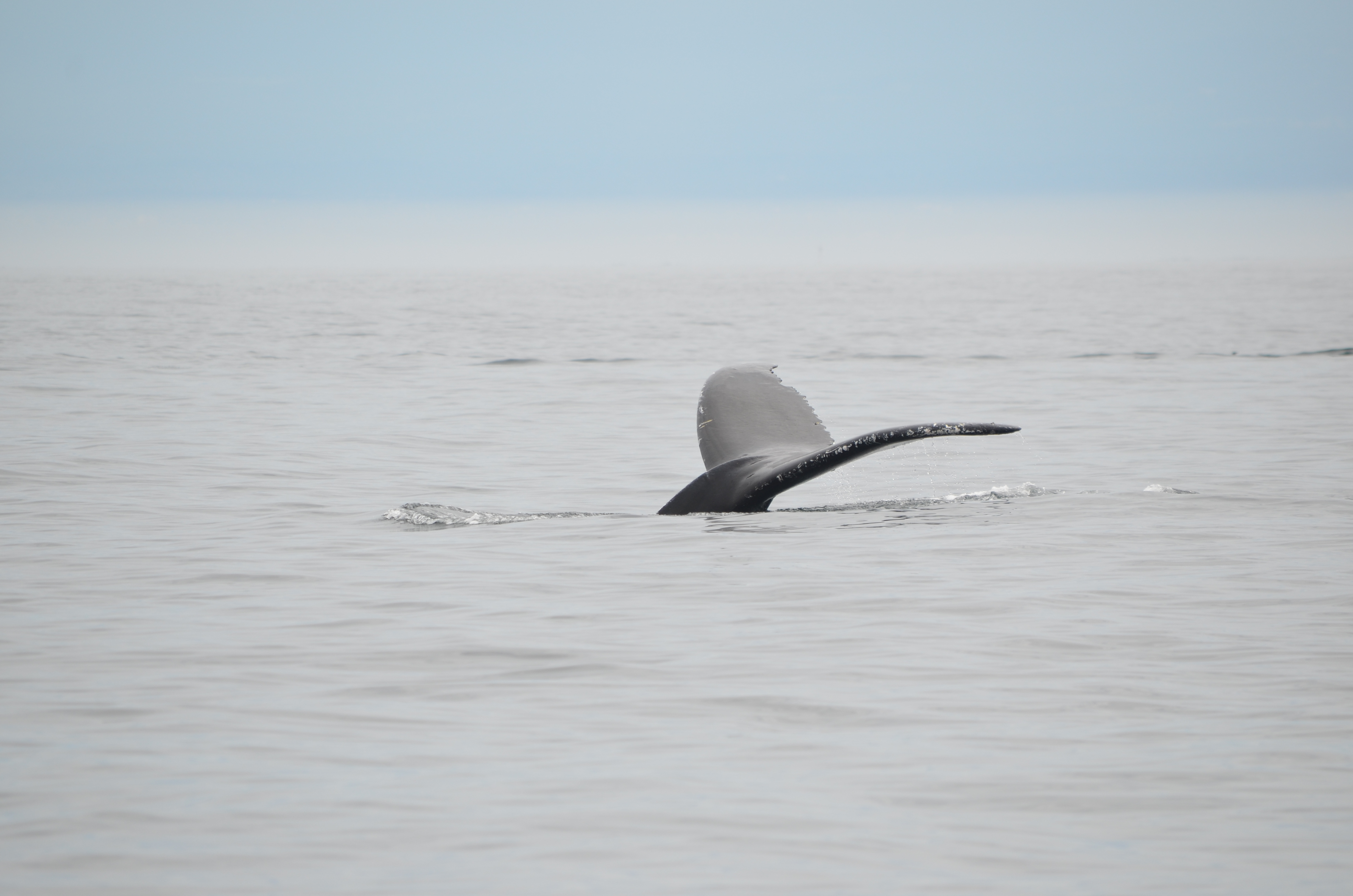 photos/wildlife/Mammal_Species/Humpback Whale/DSC_0153.JPG